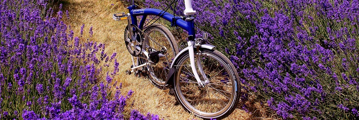 lavanda